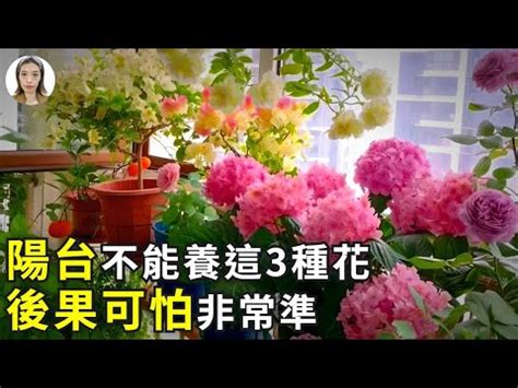 種玫瑰 風水|玫瑰擺放：風水大考驗